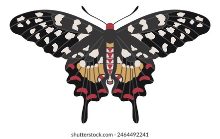 Madagascar Giant Swallowtail Butterfly. Big Exotic Insect With Colorful Wings And Antennas.