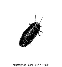 Madagascar Hissing Cockroach hand drawing vector illustration isolated on white background