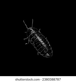 madagascar hissing cockroach hand drawing vector isolated on black background.