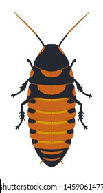 Madagascar hissing cockroach, top view. Decorative exotic insect, domestic pest. Color bright, contrast vector image of a beetle.