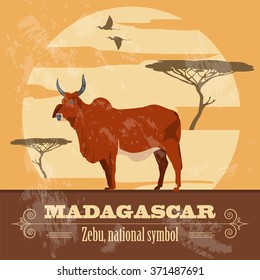 Madagascar. National symbol zebu. Retro styled image. Vector illustration
