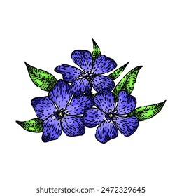 madagascar periwinkle hand drawn. plant vinca, flora bowles, pink green madagascar periwinkle vector sketch. isolated color illustration