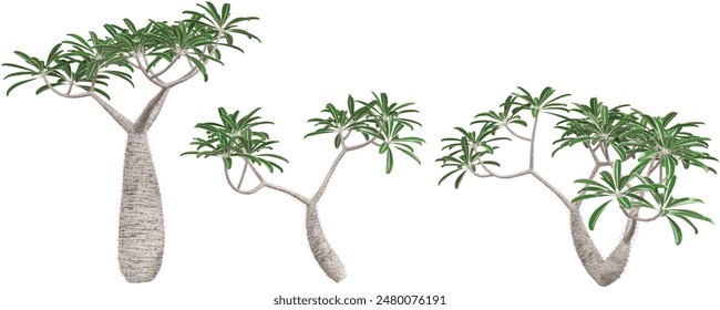 Madagascar Trees isolated on white background, tropical trees isolated used for design, advertising and architecture