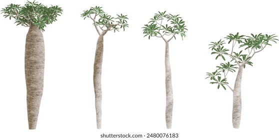 Madagascar trees with transparent background, 3D rendering, for illustration, digital composition, architecture visualization