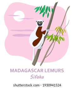 Madagaskar lemur (sifaka) on the tree branch, Sifaka is one of the rarest animals of our planet. Vector graphics.