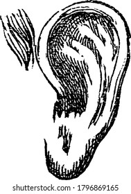 Se compone de tres partes: el oído exterior, medio e interior, utilizado para detectar el sonido trabajando juntos para mover el sonido desde la parte exterior a través del medio y hacia la parte interior del oído,