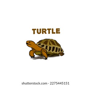 I made a turtle image with a white backround