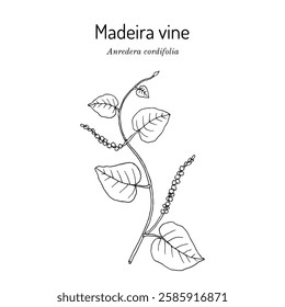 Madeira vine, or heartleaf madeiravine (Anredera cordifolia), edible and medicinal plant. Hand drawn botanical vector illustration