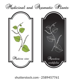 Madeira vine, or heartleaf madeiravine (Anredera cordifolia), edible and medicinal plant. Hand drawn botanical vector illustration