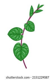 Viña Madeira, nombre científico Anredera cordifolia, también conocida como Binahong, aislada en fondo blanco. ilustración vectorial.