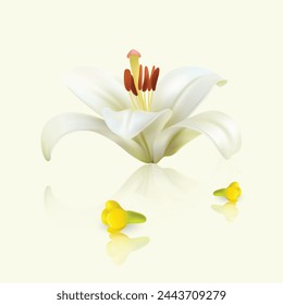 Madonna Lily - Lilium candidum. Hand drawn vector illustration of white lily - symbol of purity and innocence - on transparent background, realistic style.