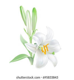 Madonna Lily - Lilium candidum. 
Hand drawn vector illustration of white lily - symbol of purity and innocence - on transparent background, realistic style.
