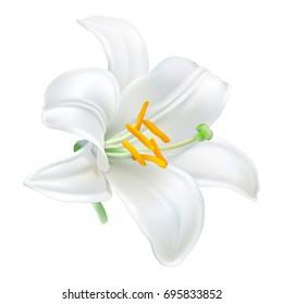 Madonna Lily - Lilium candidum. 
Hand drawn vector illustration of white lily - symbol of purity and innocence - on transparent background, realistic style.
