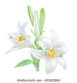 Madonna Lily - Lilium candidum. 
Hand drawn vector illustration of white lily - symbol of purity and innocence - on transparent background, realistic style.
