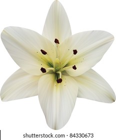 Madonna Lily On White