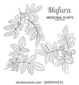 Mafura Branch with Flowers Outline Illustration