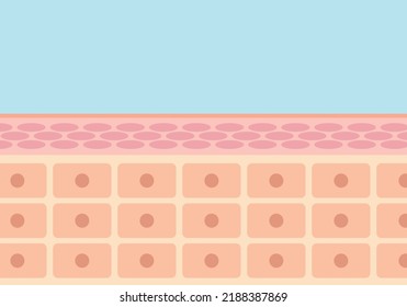 mage illustration of a cross section of the skin