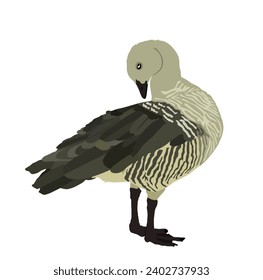 Magellanic goose vector illustration isolated on white background. Chloephaga picta. Wild goose bird cleans its feathers and wings. Washing body by beak hygiene. 