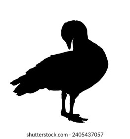 Magellanic goose vector silhouette illustration isolated on white background. Chloephaga picta. Wild goose bird cleans its feathers wings. Washing body by beak hygiene. Magellanic goose shape shadow.