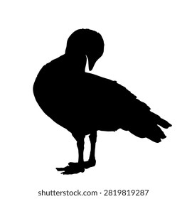 Magellanic goose vector silhouette illustration isolated on white background. Chloephaga picta. Wild goose bird cleans its feathers wings. Washing body by beak hygiene. Magellanic goose shape shadow.