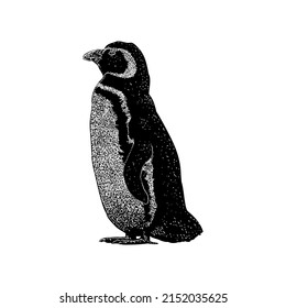 Magellanic Penguin hand drawing vector illustration isolated on white background