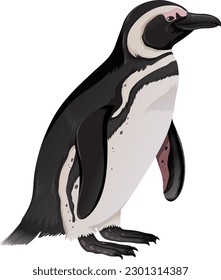 Magellantic Penguin on White Background illustration