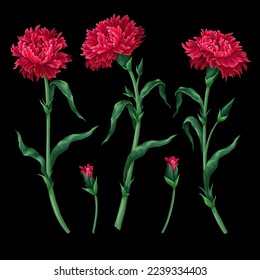 Magenta carnations isolated on the black background. Vector.