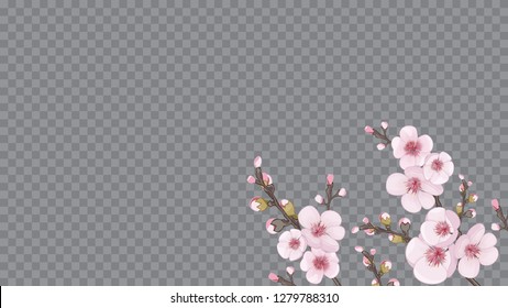 Magenta on transparent background. Handmade background in Chinese style. Spring frame horizontal of sakura flowers. Theme design textiles, wallpaper, packaging, printing.