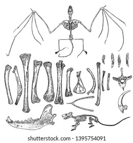 Magic animal bones design elements set. Hand drawn sketch for magician collection. Witchcraft spell symbols, bird raven, chicken bones, wolf or dog jaw, vampire bat skeleton, rat or mouse. Vector.