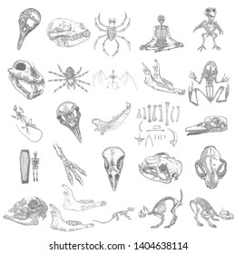 Magic animal bones design elements set. Hand drawn sketch for magician collection. Witchcraft spell symbols, bird raven, chicken, wolf or dog jaw, vampire bat, rat or mouse, spider skeleton. Vector.