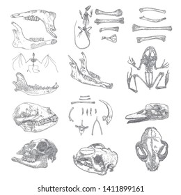 Magic animal bones design elements set. Hand drawn sketch for magician collection. Witchcraft spell symbols, bird raven, chicken bones, wolf or dog jaw, vampire bat skeleton, rat or mouse. Vector.