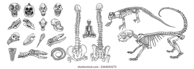 Magic animal bones design elements set. Hand drawn sketch for magician collection. Witchcraft spell symbols, bird Hawk, Crane, eagle, wolf or dog coyotes, porcupine skeleton, Komodo dragon. Vector.