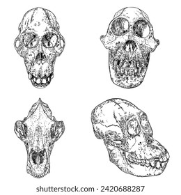 Magic animal bones design elements set. Hand drawn sketch for magician collection. Witchcraft spell symbols, wolf or dog coyotes, Orangutan, Orang-utan, monkey ape. Vector.