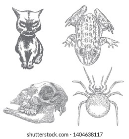 Magic animal elements design set. Hand drawn sketch for magician collection. Witchcraft spell symbols, goat or sheep skull bone, spider, frog, toad reptile, black witch cat. Vector.