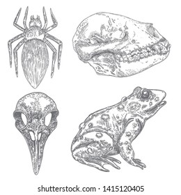 Magic animal elements design set. Hand drawn sketch for magician collection. Witchcraft spell symbols, wolf or dog skull bone, spider, frog, toad reptile, bird head skull. Vector.