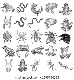 Magic animal elements set. Hand drawn sketch for magician collection. Witchcraft spell symbols, reptile frog, toad, lizard and snake, spider, fly insect, crow, raven bird, cockroach. Vector.