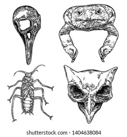 Magic animal elements set. Hand drawn sketch for magician collection. Witchcraft spell symbols, birds raven crow and owl skulls, cockroach insect, frog toad. Vector.