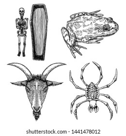 Magic animal elements set. Hand drawn sketch for magician collection. Witchcraft spell symbols, coffin with human skeleton, frog, toad, spider, evil goat. Vector.