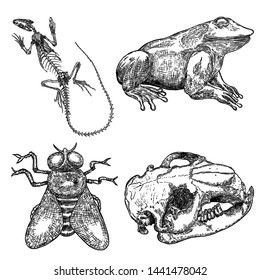 Magic animal elements set. Hand drawn sketch for magician collection. Witchcraft spell symbols, beaver head skull bone, reptile iguana lizard skeleton, fly insect, frog or toad. Vector.