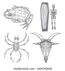 Magic animal elements set. Hand drawn sketch for magician collection. Witchcraft spell symbols, coffin with human skeleton, frog, toad, spider, evil goat. Vector.