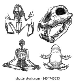 Magic animal elements set. Hand drawn sketch for magician collection. Witchcraft spell symbols, wolf, dog head skull bone, reptile frog skeleton, toad, human skeleton meditation in lotus pose. Vector.