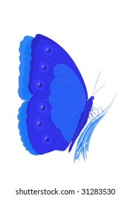 The magic blue butterfly on falls
