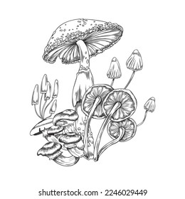 Magische Feenschwanz giftige Pilze, handgezeichnet, gravierte Vektorgrafik einzeln auf weißem Hintergrund. Hexenkrebs-Märchenpilze oder Toadstools-Gruppe.