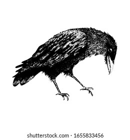 magic Halloween print for t-shirt, vector Illustration in hand-drawn style with detailed raven bird sketch. vintage wise black bird Isolated on white backdrop. Concept of wisdom and mystery darkness