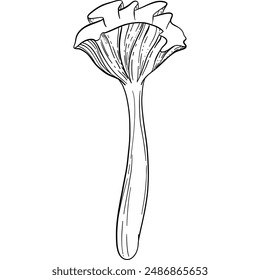 Magic magic inedible mushroom illustration