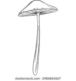Magic magic inedible mushroom illustration