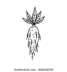 Magia mandrake. Ilustración lineal vectorial. Herramientas mágicas dibujadas a mano, concepto de brujería. Ilustración lineal vectorial. Herramientas mágicas dibujadas a mano, concepto de brujería