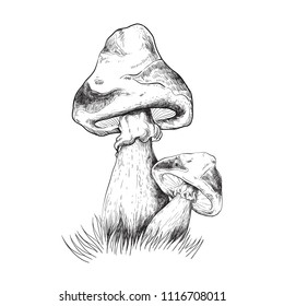 Magic mushrooms illustration