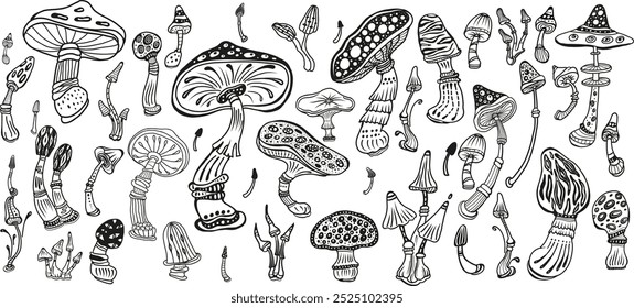 Magic mushrooms of various shape, black and white sketch