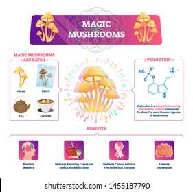 Magic mushrooms vector illustration. Labeled poison fungus educational characteristics infographic scheme. Usage, psilocybin and benefits example diagram. Mush illegal drug with medical application.